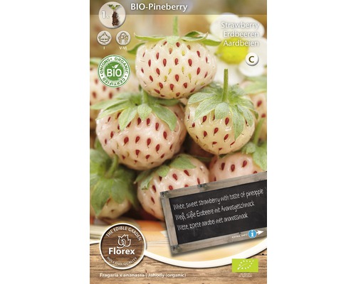 BIO Erdbeer-Rhizom 'Pineberry' 1 Stk.