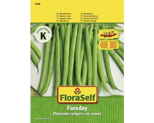 Buschbohne 'Faraday' FloraSelf samenfestes Saatgut Gemüsesamen