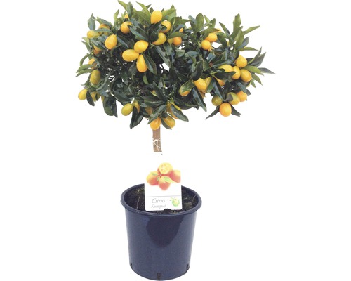 Kumquat-Stämmchen FloraSelf Citrus japonica Ø 21 cm Topf