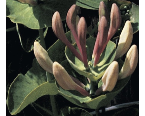Geissblatt, Heckenkirsche FloraSelf Lonicera caprifolium H 50-70 cm Co 2,3 L
