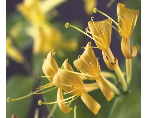 Geissblatt, Heckenkirsche FloraSelf Lonicera-Cultivars 'Mandarin' PBR H 50-70 cm Co 2,3 L gelb