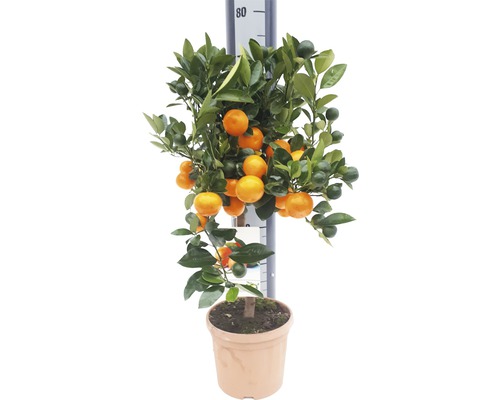Orange FloraSelf Citrus calamondin H 60-70 cm Ø 19 cm Topf