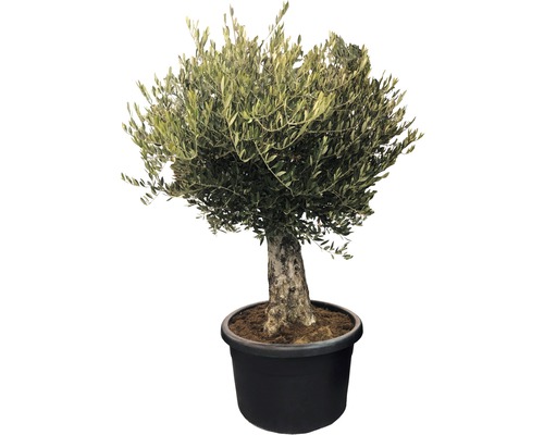 Olivenbaum FloraSelf Olea europaea H 140-160 cm Ø 60 cm Topf