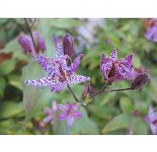Blumenzwiebel FloraSelf Tricyrtis/Krötenlilie 'Blue Wonder' 3 Stk-thumb-1