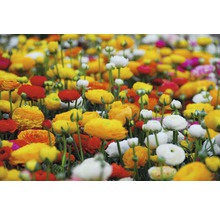 Blumenzwiebel FloraSelf Hahnenfuß/Ranunculus Mischung 40 Stk-thumb-1
