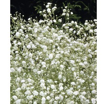 Blumenzwiebel FloraSelf Gipskraut 'White' 5 Stk-thumb-1