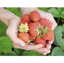 Rhizome Erdbeere 'Ostara' rot 5 Stk-thumb-1