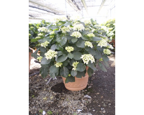 Gartenhortensie, Bauernhortensie FloraSelf Hydrangea macrophylla H 50-60 cm Co weiß