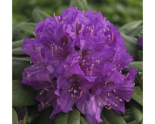 Ball-Rhododendron Rhododendron degronianum ssp. Yakushimanum 'Bohlken's Lupinenberg Laguna' ® H 30-35 cm Co 5 L