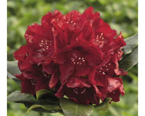 Alpenrose Rhododendron x Hybride 'Cherry Kiss' ® H 25-30 cm Co 5 L