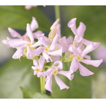 Sternjasmin rosa FloraSelf Trachelospermum asiaticum 'Pink Air' H 50-70 cm Co 2,3 L-thumb-0