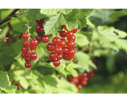 rote Johannisbeere Hof:Obst Ribes rubrum 'Heinemanns Rote Spätlese H 30-40 cm Co 3,4 L