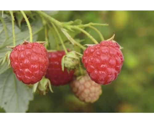 Sommerhimbeere Hof:Obst Rubus idaeus 'Tula Magic'® H 30-40 cm Co 3,4 L