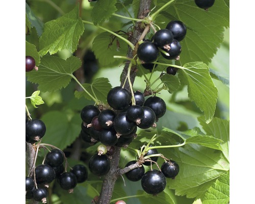 Schwarze Johannisbeere Hof:Obst Ribes nigrum 'Ben Tirran' ® H 30-40 cm Co 3,4 L