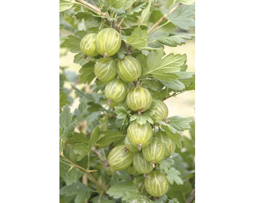 grüne Stachelbeere Hof:Obst Ribes uva-crispa 'Mucurines' H 30-40 cm Co 3,4 L