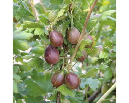 rote Stachelbeere Hof:Obst Ribes uva-crispa 'Relina' ® H 30-40 cm Co 3,4 L