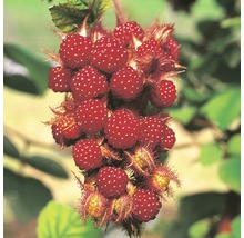Japanische Weinbeere Hof:Obst Rubus phoenicuasius H 30-40 cm Co 3,4 L-thumb-0
