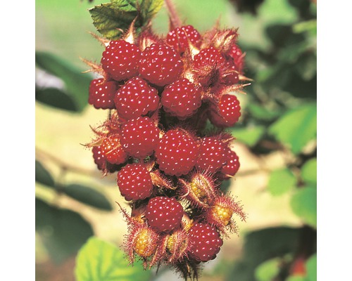 Japanische Weinbeere Hof:Obst Rubus phoenicuasius H 30-40 cm Co 3,4 L