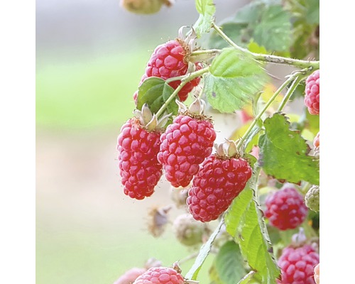 Brombeere Taybeere Hof:Obst Rubus loganobaccus 'Tayberry'® H 30-40 cm Co 3,4 L