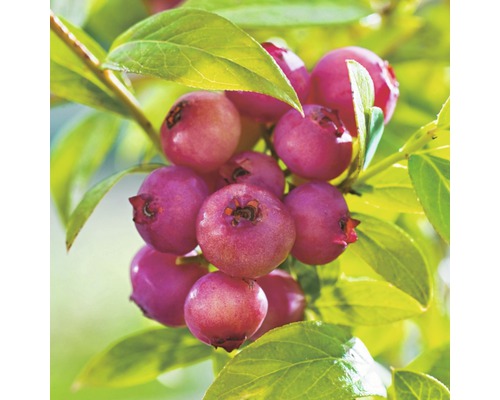rosa Heidelbeere Hof:Obst Vaccinium corymbosum 'Pink Blueberry ' H 30-40 cm Co 3,4 L
