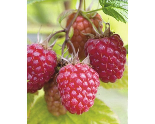 Herbsthimbeere Hof:Obst Rubus idaeus 'Autumn Treasure' ® H 30-40 cm Co 3,4 L