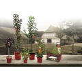 rote Johannisbeere Hof:Obst Ribes rubrum 'Rondom' H 30-40 cm Co 3,4 L