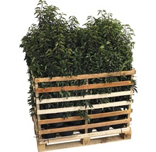 50 x Portugiesischer Kirschlorbeer FloraSelf Prunus lusitanica 'Angustifolia' H 60-80 cm Co 5 L für 20 m Hecke-thumb-1