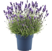 Lavendel FloraSelf Lavandula angustifolia 'Hidcote Blue' Co 5 L-thumb-0
