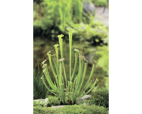 Fleischfressende Pflanze Höhe 20-30cm Schlauchpflanze Topf-Ø 9cm Sarracenia „Farnhanni“ 