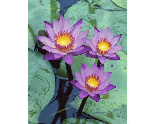 Seerose FloraSelf Nymphaea-Hybride 'King of the Blues' H 10-20 cm Co 3 L