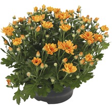 Chrysantheme FloraSelf Chrysanthemum indicum 'Jive Time' Ø 23 cm Topf-thumb-0
