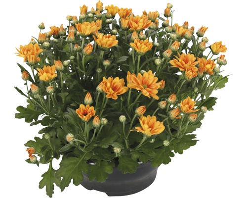 Chrysantheme FloraSelf Chrysanthemum indicum 'Jive Time' Ø 23 cm Topf-0