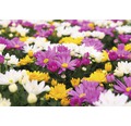 Chrysantheme Mix FloraSelf Chrysanthemum indicum Mix Ø 23 cm Topf