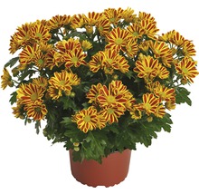 Chrysantheme FloraSelf Chrysanthemum indicum 'HoiHoi' Ø 12 cm Topf-thumb-0