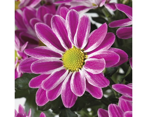 Chrysantheme FloraSelf | Chrysanthemum \'Artistic HORNBACH indicum