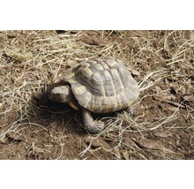 Schildkrötensubstrat Floragard (51 Sack x 50 Liter=2,55 m³) 1 Palette-thumb-3