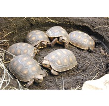 Schildkrötensubstrat Floragard (51 Sack x 50 Liter=2,55 m³) 1 Palette-thumb-4