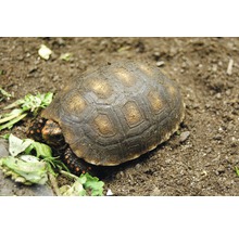 Schildkrötensubstrat Floragard (51 Sack x 50 Liter=2,55 m³) 1 Palette-thumb-5