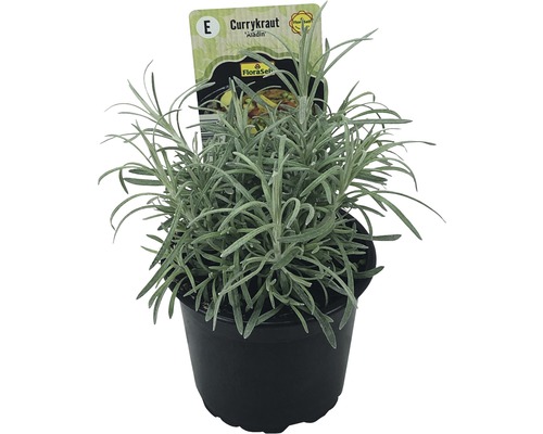 Currykraut FloraSelf Helichrysum italicum 'Aladin' Ø 12 cm Topf
