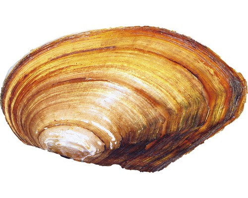 Muschel Teichmuschel - Anodonta cygnaea
