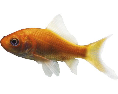 Fisch Goldfisch 10 - 12 cm - Carassius auratus