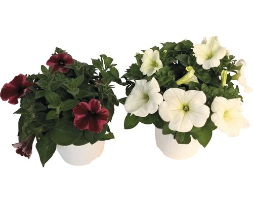 Hängepetunie Petunia-Cultivars Ø 12 cm Topf sortiert