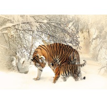 Fototapete 13004P4 Papier Tiger im Schnee 254x184 cm-thumb-0