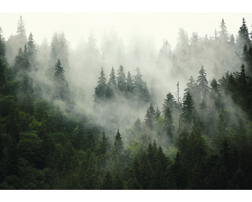 Fototapete 13026V4 Vlies Bäume im Nebel 254x184 cm