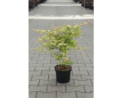 japanischer Fächerahorn Acer palmatum 'Katsura' H 40-50 cm Co 4,5 L