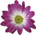 Chrysantheme FloraSelf Chrysanthemum indicum 'Pink Secret' Ø 23 cm Topf