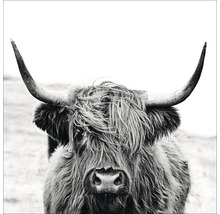 Glasbild Highland Cattle ll 80x80 cm GLA2151-thumb-0