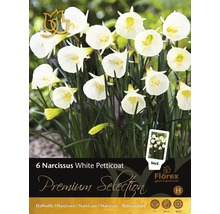 Blumenzwiebel Premium Narzisse 'White Petticoat' 6 Stk.-thumb-0