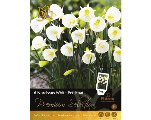 Blumenzwiebel Premium Narzisse 'White Petticoat' 6 Stk.-0