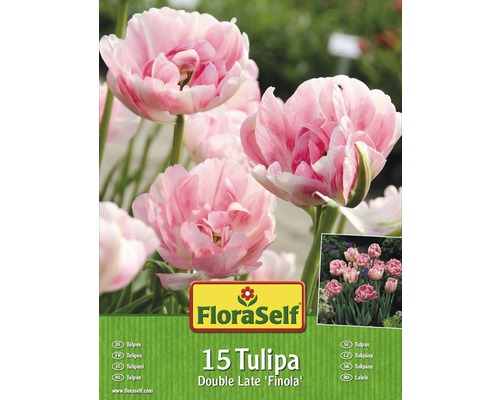 Blumenzwiebel-Vorteilspack Tulpen Finola 15 Stk.-0